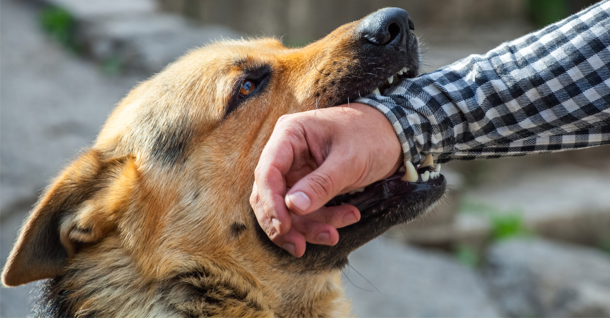 Animal Attacks | Charleston Dog Bite Lawyer | Hoffman Law Firm